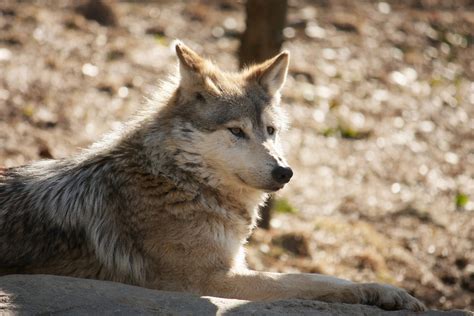 Mexican Wolf - JKCB Photography