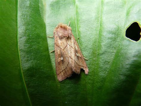 Cromwell Bottom Wildlife Group Sat Night Moth Night