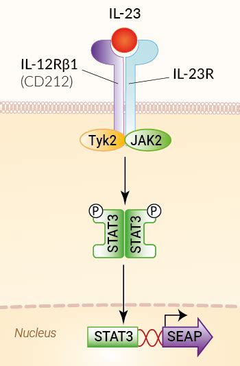 10000印刷√ Il 23 Receptor Signaling 340938 Il 23 Receptor Signaling