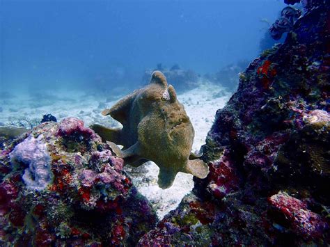 18 True Facts About Frog Fish The Masters Of Camouflage