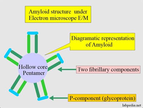 Amyloid Electron Microscopy