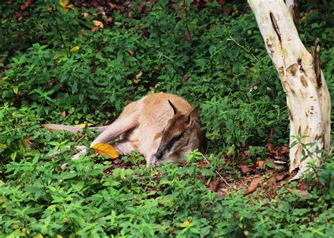 Kangourou Animal Zoo Photo Gratuite Sur Pixabay Pixabay