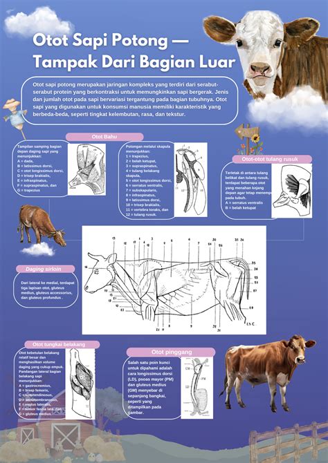 infografis bagian tubuh sapi potong tubuh