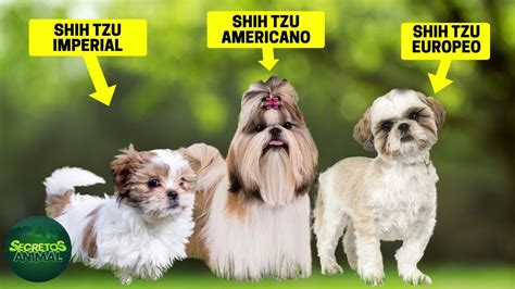 Shih Tzu Verdadeiro E Falso - Shih Tzu: Preço, Tipos, Cuidados e Guia Completo
