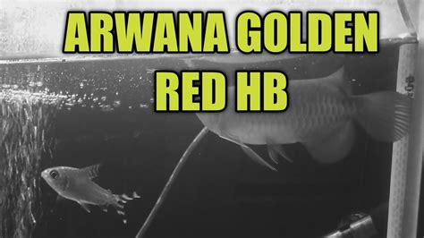 Arowana Golden Red Hb Youtube
