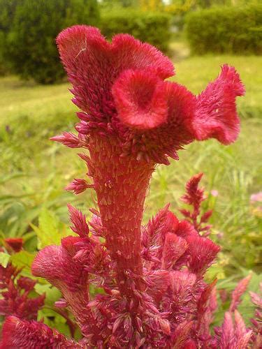 Амарант (Amaranthus) - неувядающий цветок