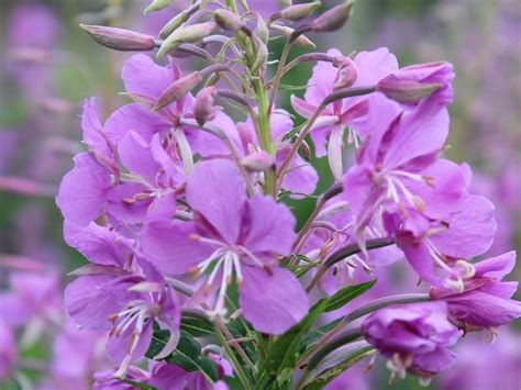 Кипрей: полезные свойства, применение, сбор и заготовка