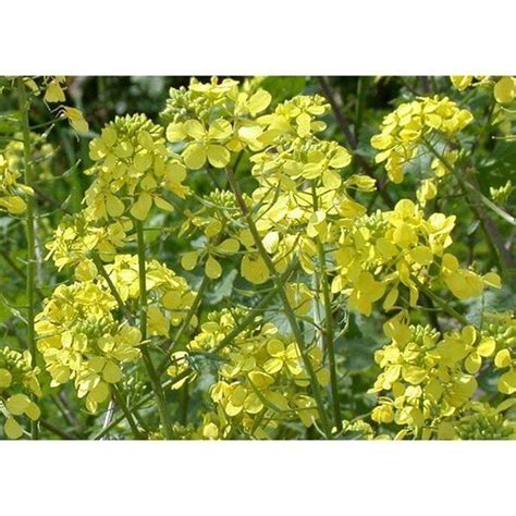 Купить Горчица черная Цена, фото, описание, отзывы. Курьерская доставка ...