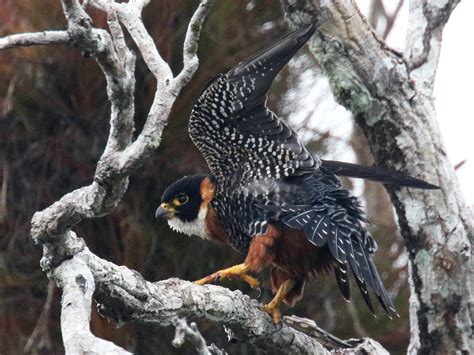 Orange Breasted Falcon Ebird Québec