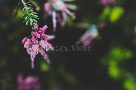 Planta Nativa Australiana Grevillea Lanigera Con Flores Rosas Cubiertas