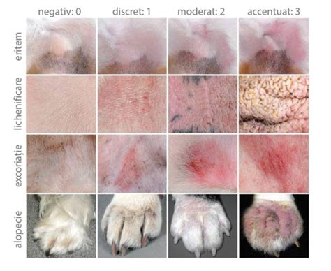 Dermatita Piotraumatica Sau Hot Spot La Caini Cauze Simptome Si Hot