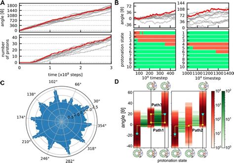 Simulations driven by a proton-motive force for the ATP synthesis mode ...