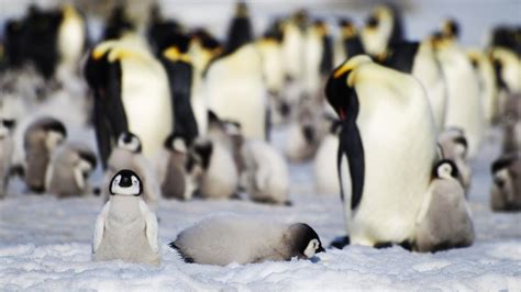 Pinguine Und Der Klimawandel Kein Eis Kein Nachwuchs Zeit Online