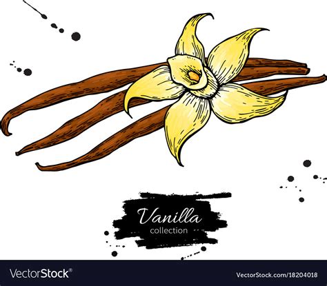 Vanilla Flower And Bean Stick Drawing Hand Vector Image