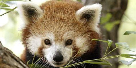 Adorable Red Panda - Native Bamboo Eater of Asia