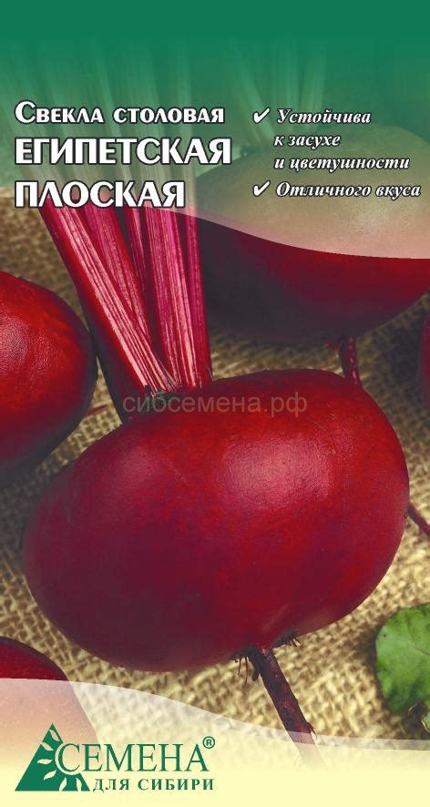 СВЕКЛА — Семена для Сибири