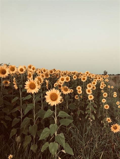 #сонях | Plants, Flowers, Garden