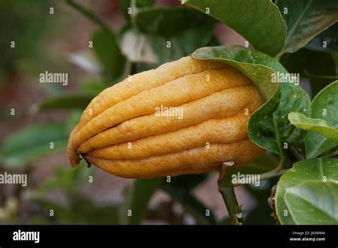 Finger Shaped Fruit Hi Res Stock Photography And Images Alamy