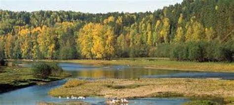 10 Interesting Taiga Facts | My Interesting Facts