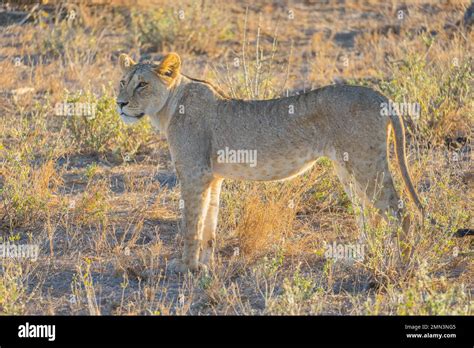 Lions In African Wild Stock Photo Alamy