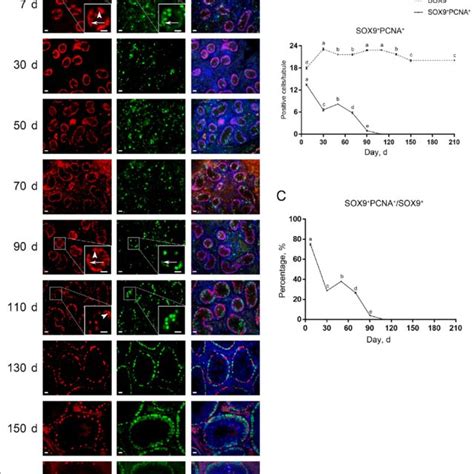 Immunostaining And Quantification Of Uchl1 Ki67 Cells In Porcine Download Scientific