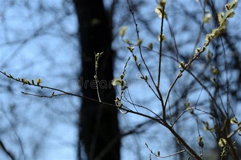 Flowering Bush Of Pussy Willow In The Forest Stock Image Image Of April Flowering