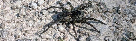 Silently Creeping Wolf Spiders In The House Bug News