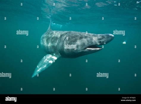Basking Shark Cetorhinus Maximus Closing Its Mouth To Swallow A