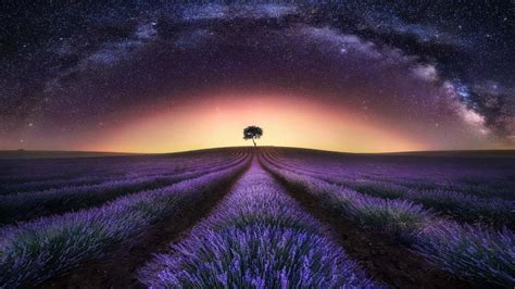 [200+] Lavender Fields Wallpapers | Wallpapers.com