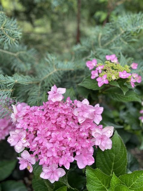 'DOPPIO ROSA' hortensja ogrodowa "gwiazdkowa" | Garden, Plants