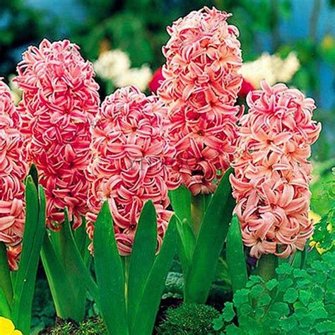 Hyacinthus Orientalis Hyazinthenzwiebeln Zierblumen Gartenpflanze