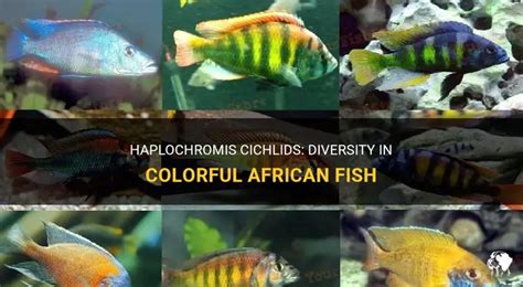 Haplochromis Cichlids: Diversity In Colorful African Fish | PetShun