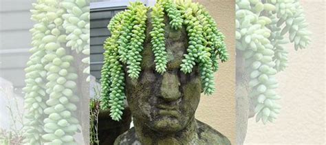 Седум Буррито ампельный из питомника растений купить в Челябинске ...