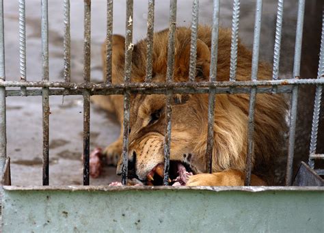 Sad Zoo Animals In Cages