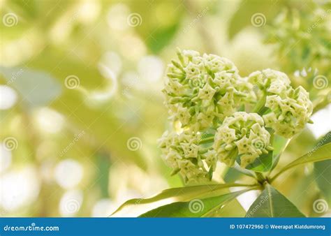 Devil Tree flower stock photo. Image of blossom, isolated - 107472960