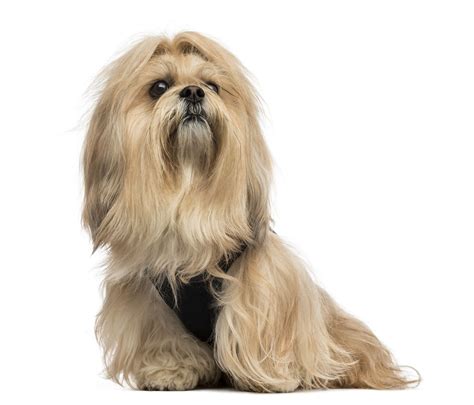 What Breed Is Chewie Dog
