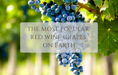 The Most Popular Red Wine Grapes On Earth Wine Embassy