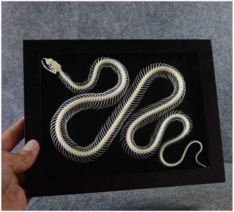 Buy Anatomy Model Snake Skeleton Specimen Snake Skeleton Model