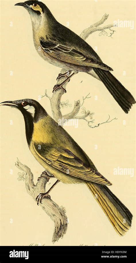 Illustrations of ornithology (1826 Stock Photo - Alamy