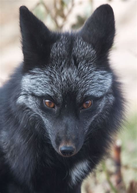 Black Fox Animal