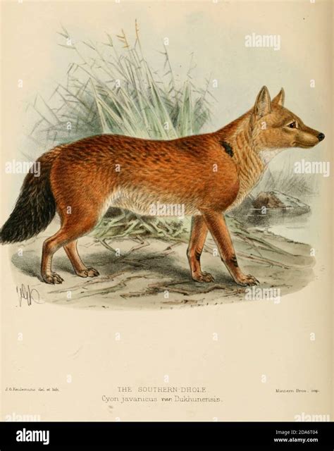 La Dhole De Sumatran Cuon Alpinus Sumatrensis Cyon Javanicus Var