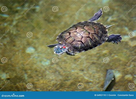 Tortoise Swimming In Water Stock Photo Image 6492110