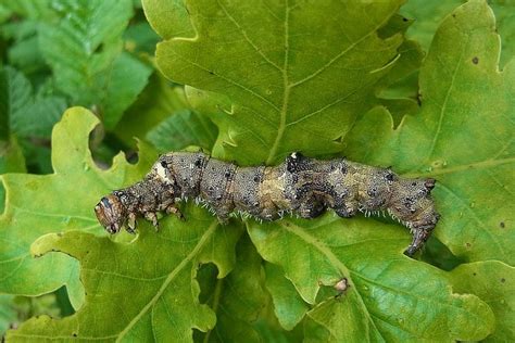 Catocala sponsa - LepiWiki