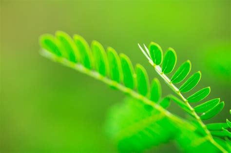 Bokeh Das Folhas Da Rvore Para O Fundo Da Natureza Foto Premium