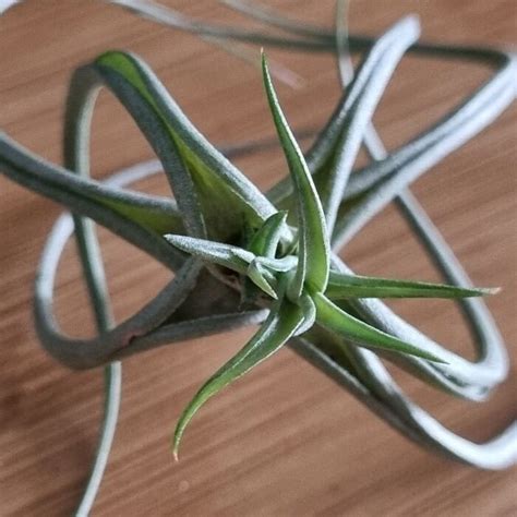 12 Of The Best North Facing Window Plants That Require No Direct