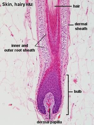 Hair Follicle Histology