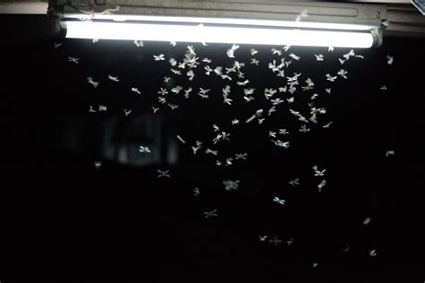 fatal attraction moth  flame biology news particle