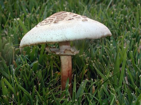 California Fungi: Chlorophyllum molybdites