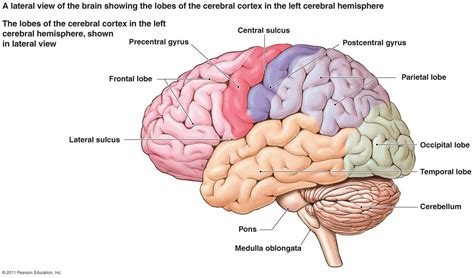 Diagram Of Brain And Label The Part Label The Brain Anatomy Diagram ...