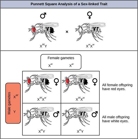 Chapter Sex Linked Inheritance Introductory Biology I
